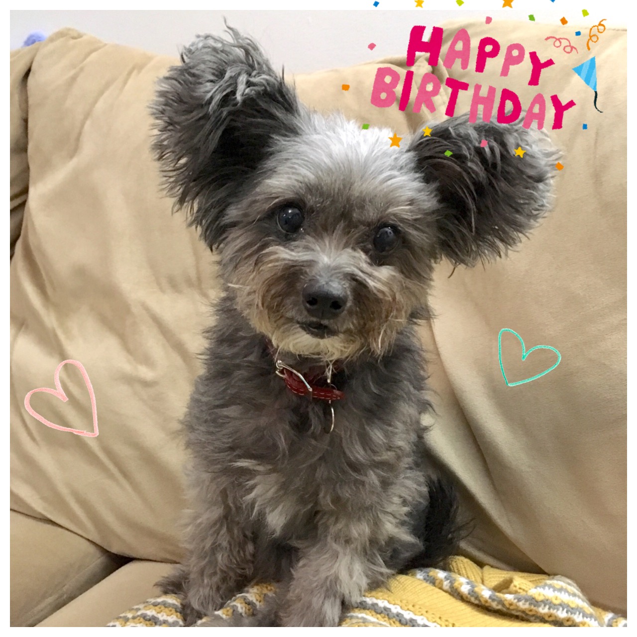 Momiji had her Birthday on Dec 30. She turned 10 years old!