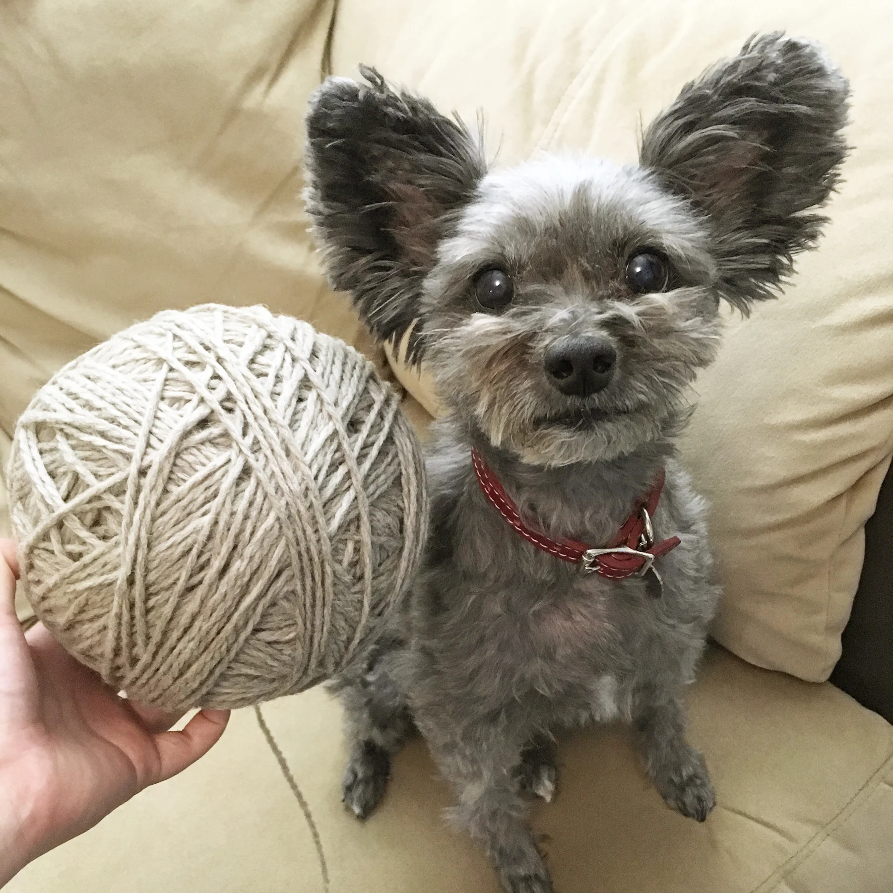 250g 437m skein makes a giant ball of wool!