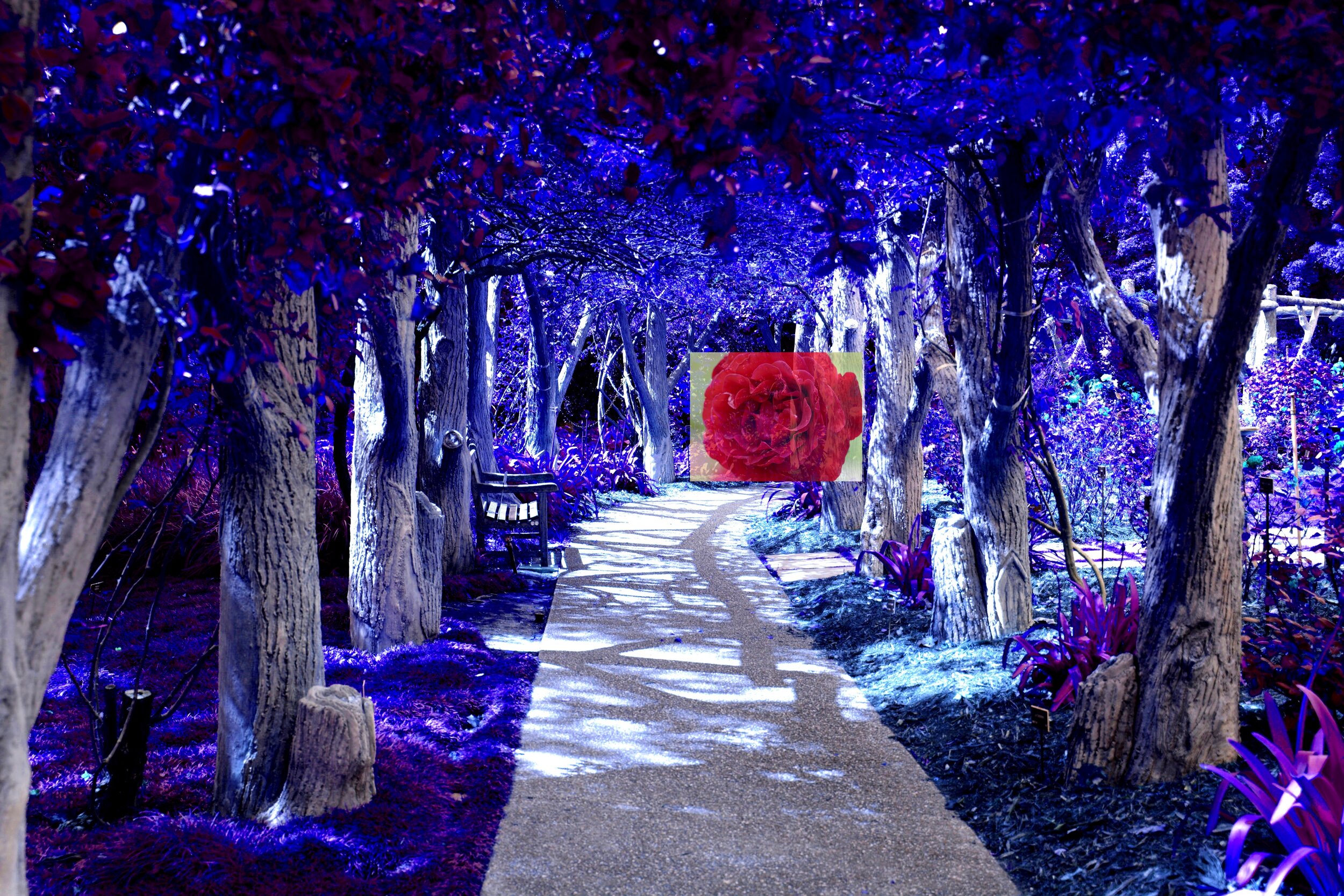 Huntington Library walkway.jpg
