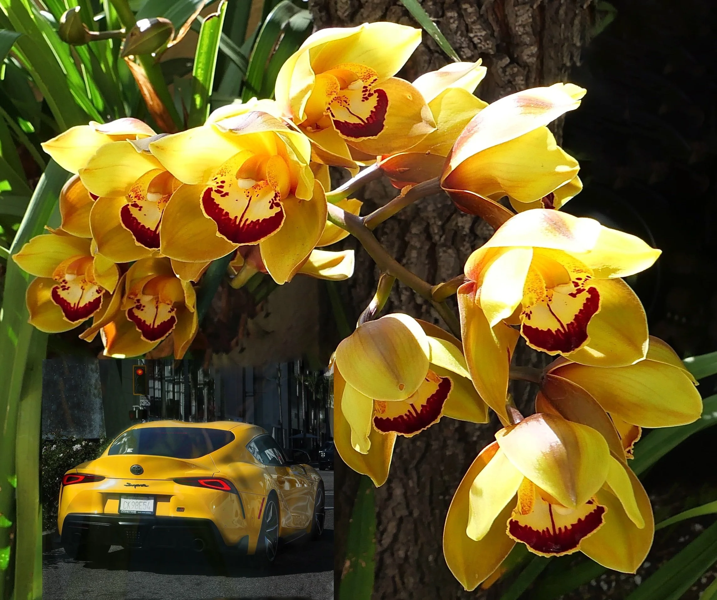 L1001428car & flowers.jpg