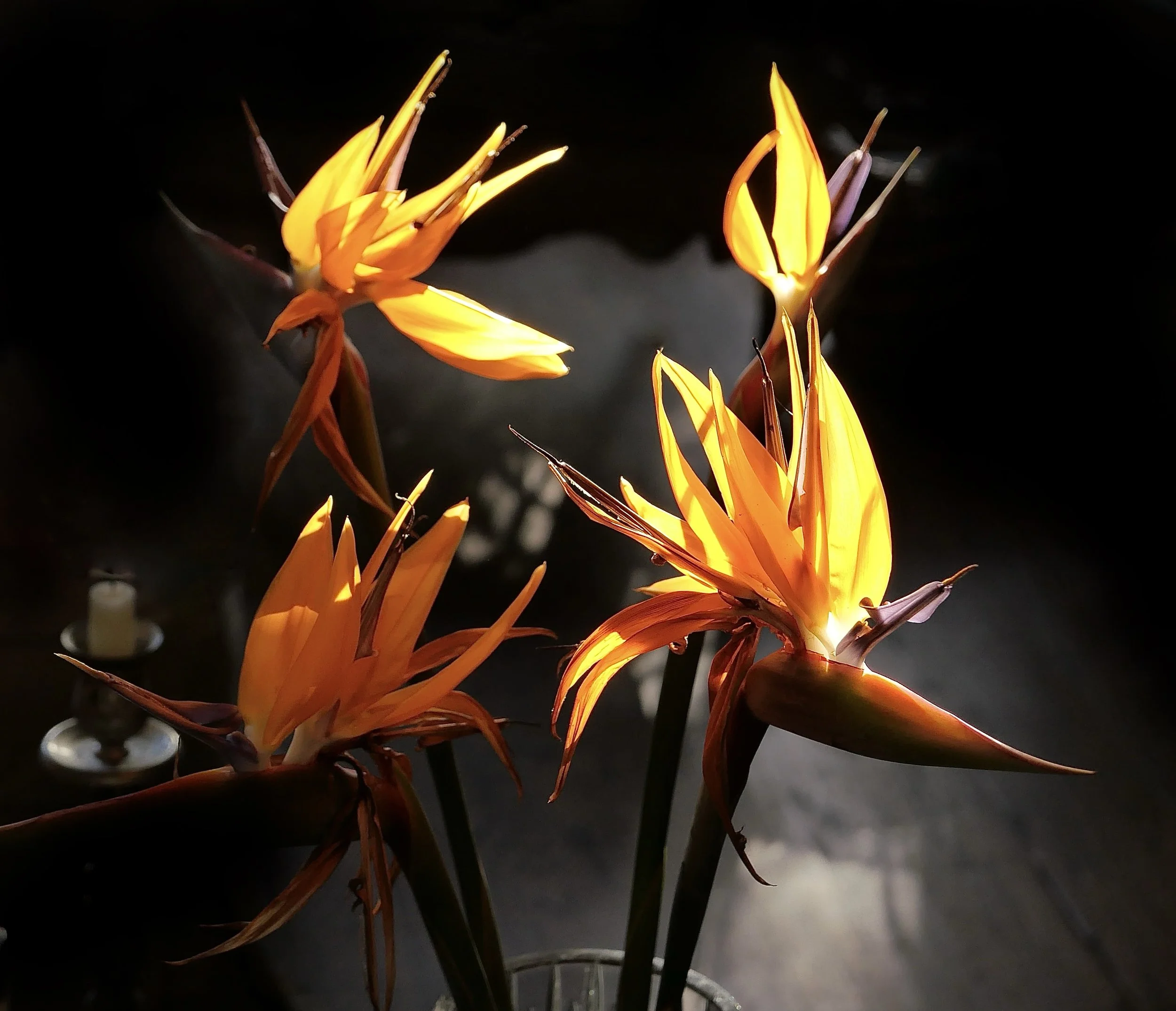 L1001448.jpg. dragons.jpg