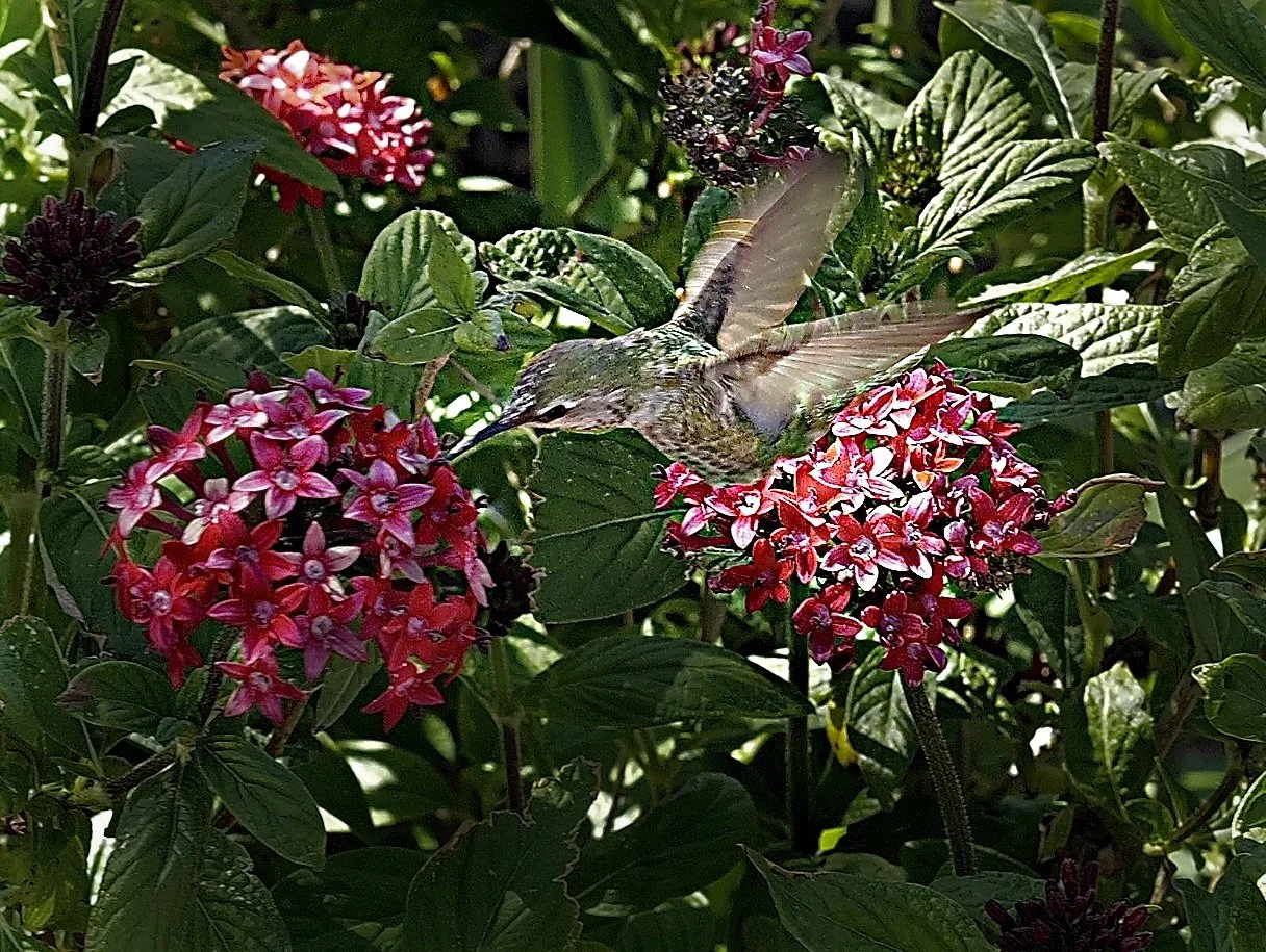 L1001665.jpg. HUmkming 1.jpg. bird adjusted.jpg