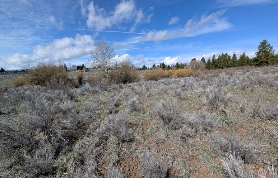 Open field with dry grass, shrubs, and trees under a blue sky with clouds.