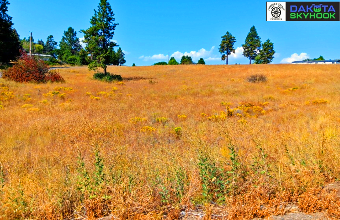 Open hillside with dry yellow grass, a few scattered green plants, tall pine trees under a blue sky with some clouds, and a logo in the top right corner.