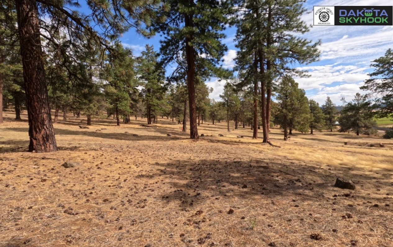 A forest of pine trees with dry grass and dirt ground, partly cloudy sky, and a few Adirondack chairs in the distance.