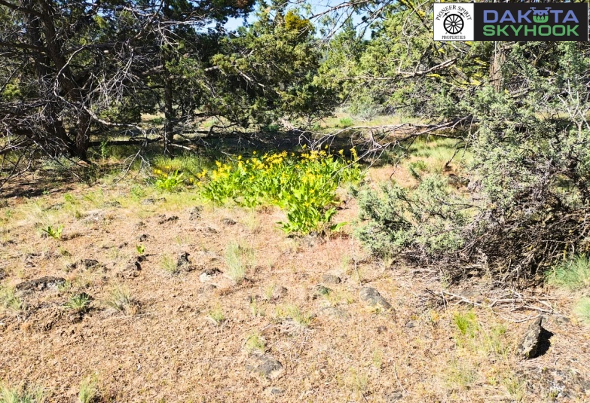 A desert landscape with sparse vegetation, including small shrubs and patches of grass, with larger trees in the background, under a clear sky.