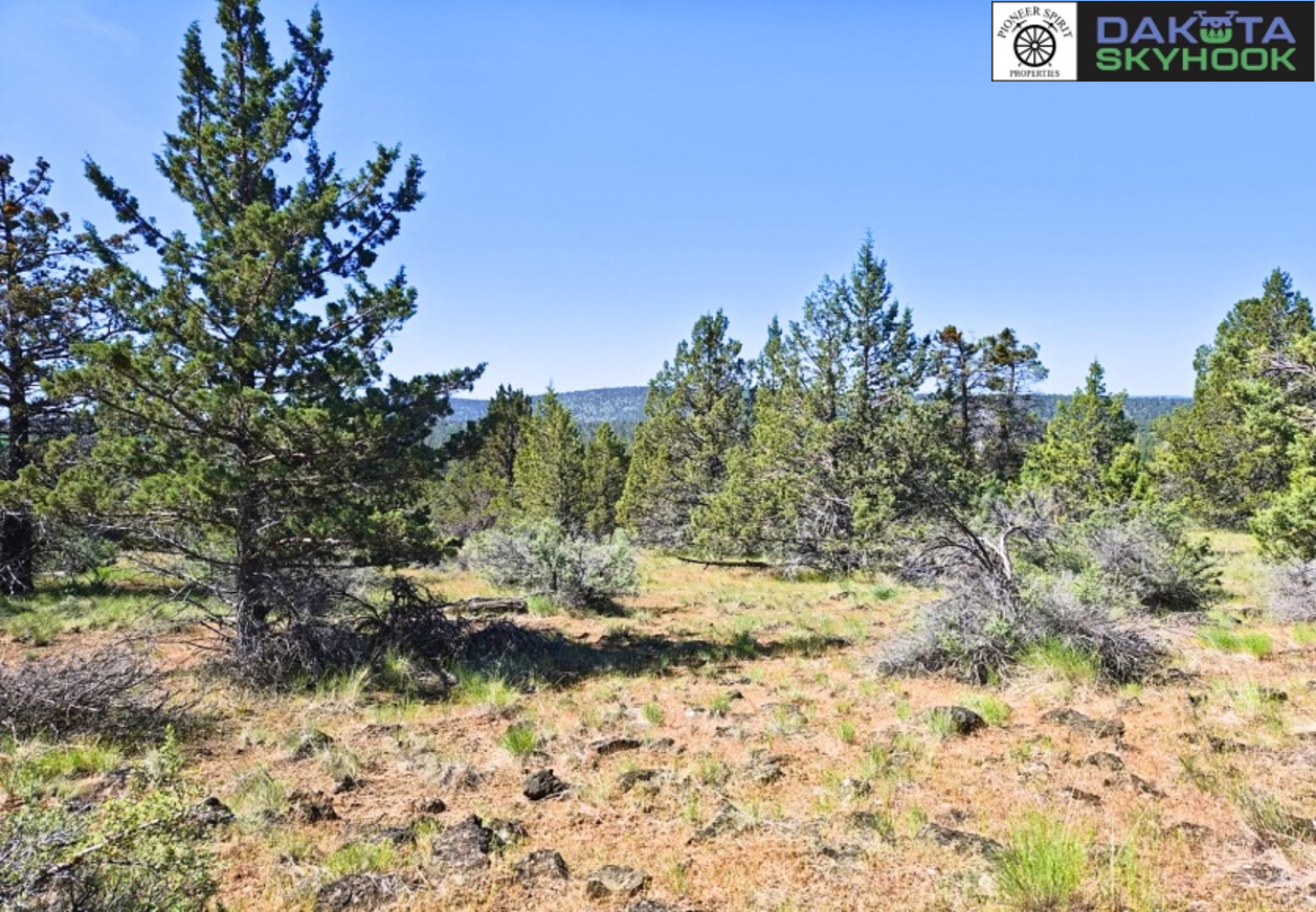 A scenic landscape featuring a clear blue sky, scattered pine trees of varying heights, some dry and others green, on a rocky, grassy terrain with sparse vegetation and distant mountain hills.