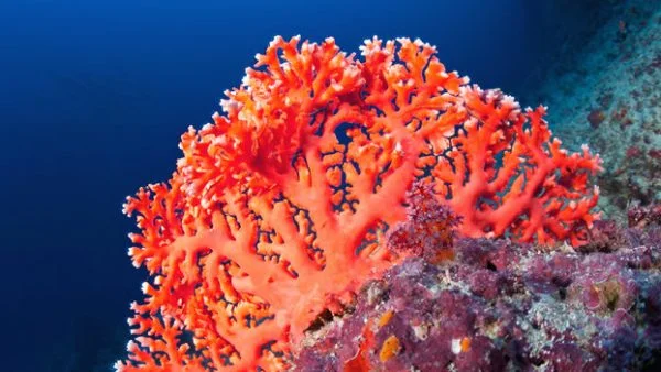 coral-600x338.jpg