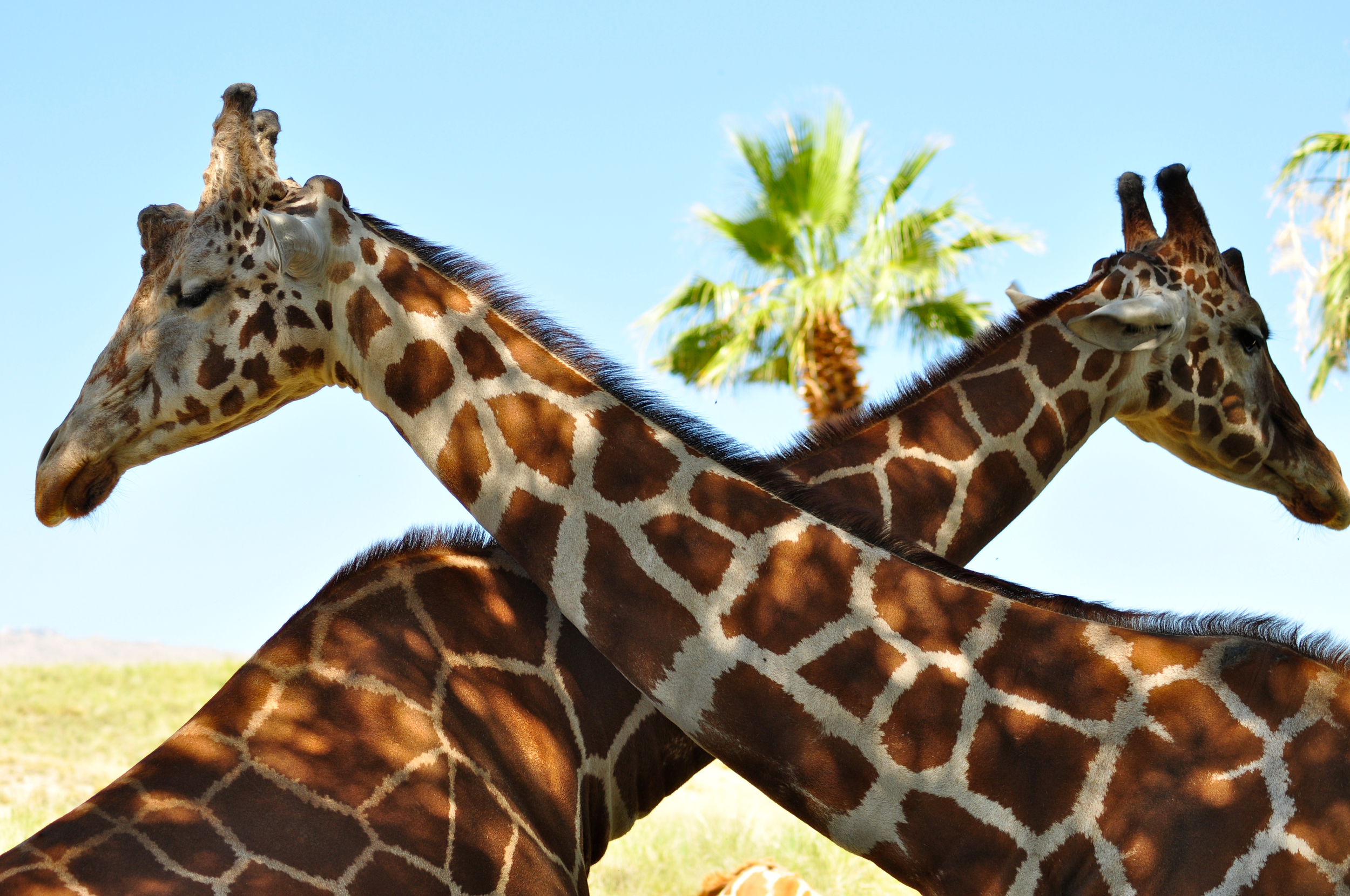 Reticulated Giraffe (Giraffa camelopardalis reticulata)