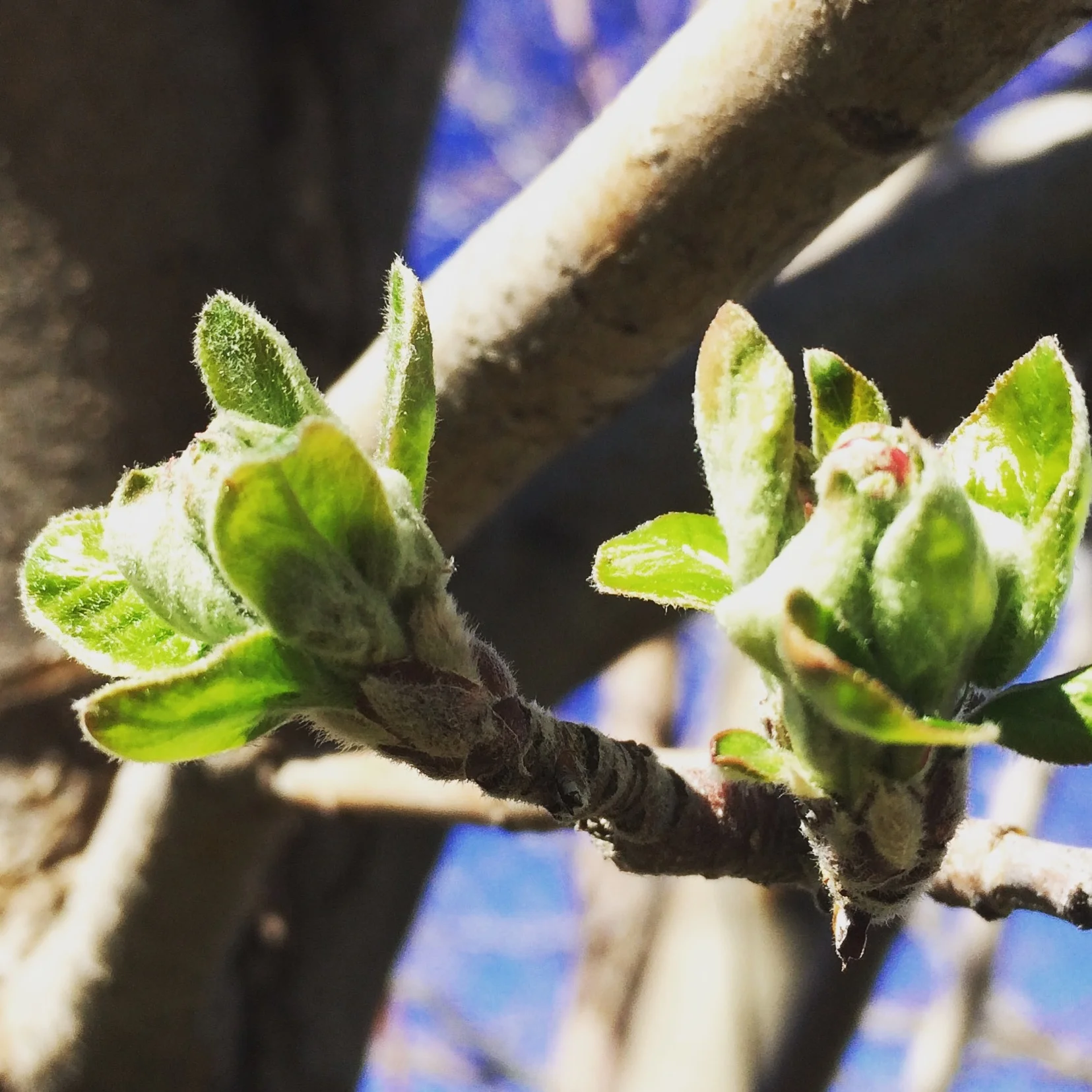 My yard hosts two apple trees. &nbsp;I love them like they're my children.