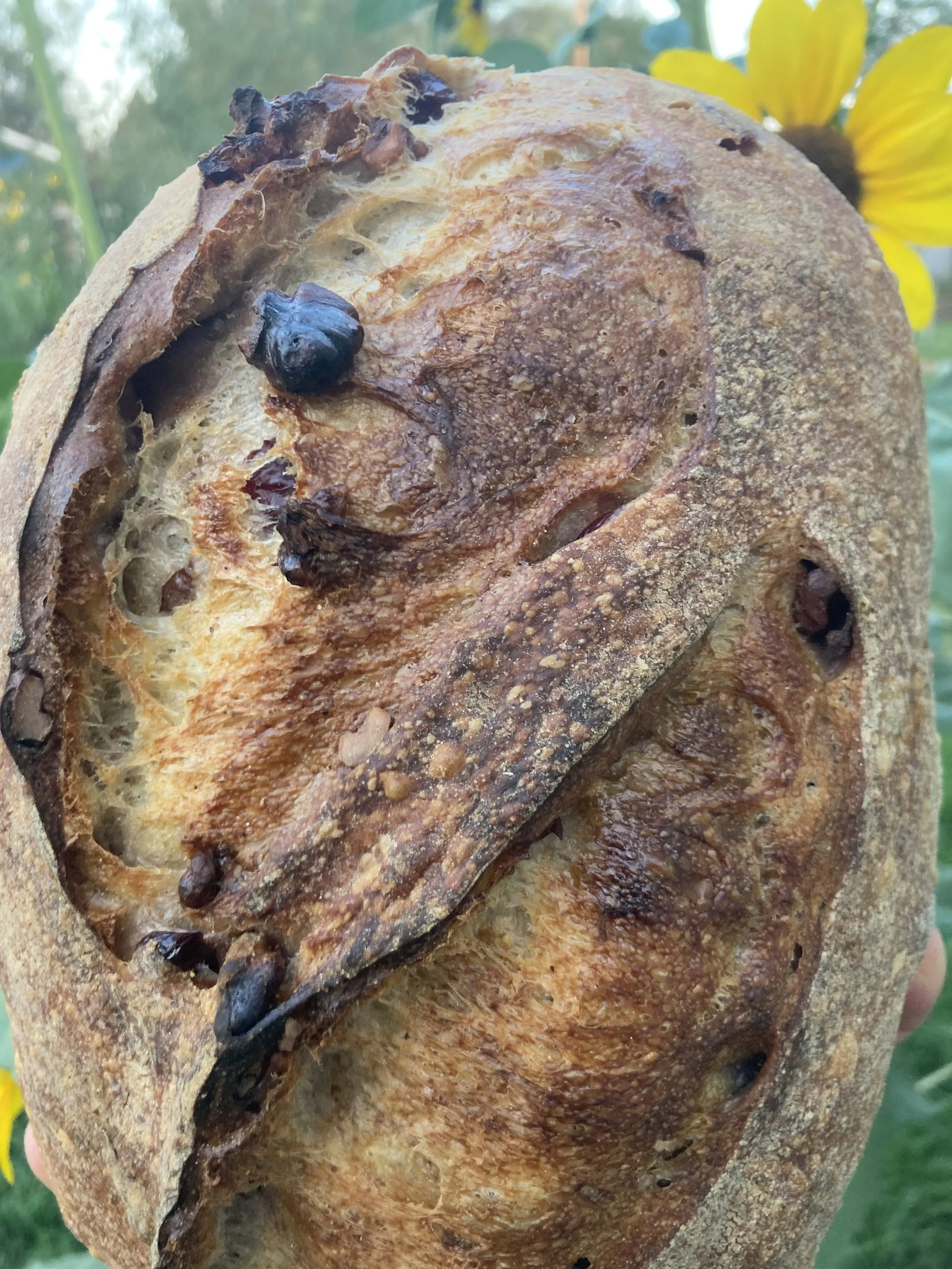 Golden Raisin-Fennel Sourdough