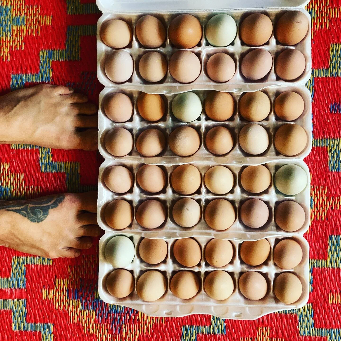 This is now an egg account.  So many eggs! $5 a dozen. Pick up on my porch in Lander! DM me for the address! #mamabakesbread #landerwy #thatswy