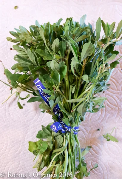 Fenugreek.jpg