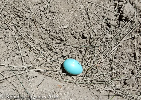 May 31 Found a Robin's Egg.jpg