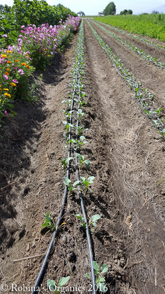 Broccoli June10.jpg