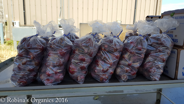 Beet Harvest.jpg