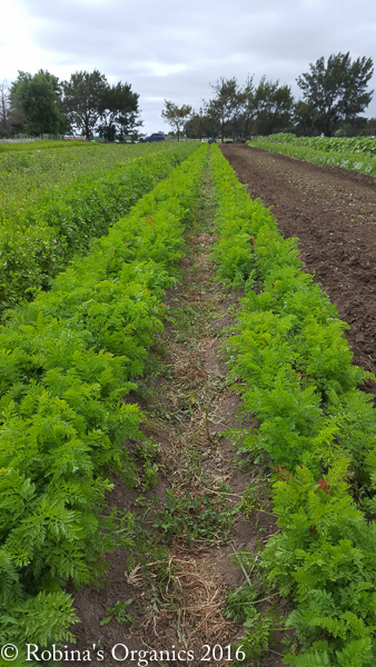 Carrots ready for harvesting.jpg