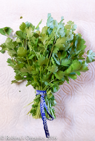 Cilantro.jpg