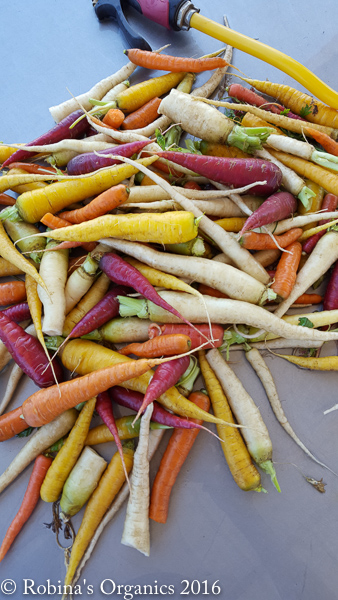 First Harvest Rainbow Carrots.jpg