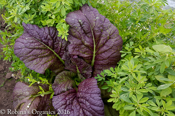 Red Giant Mustard May 13.jpg