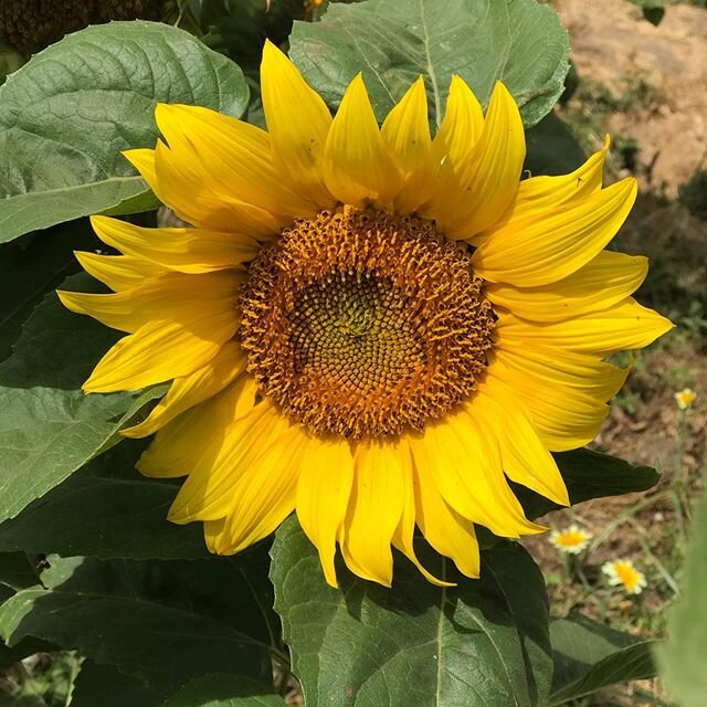 Complimentary sunflower in our CSA basket today