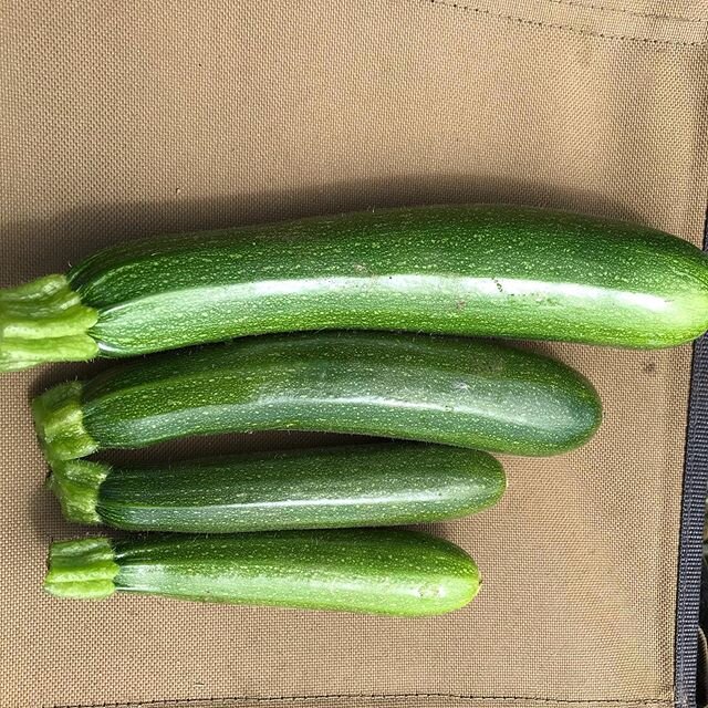 Freshly harvested zucchini in our CSA basket today