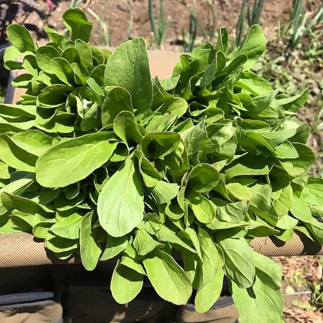 Arugula in our CSA basket today