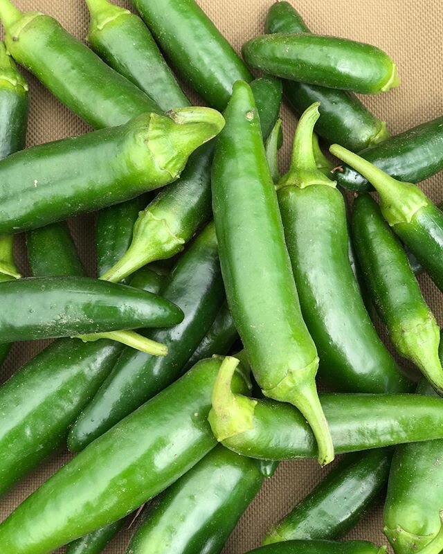 Jalape&ntilde;o in our CSA basket today