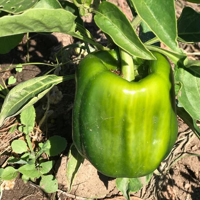 Bell peppers maturing