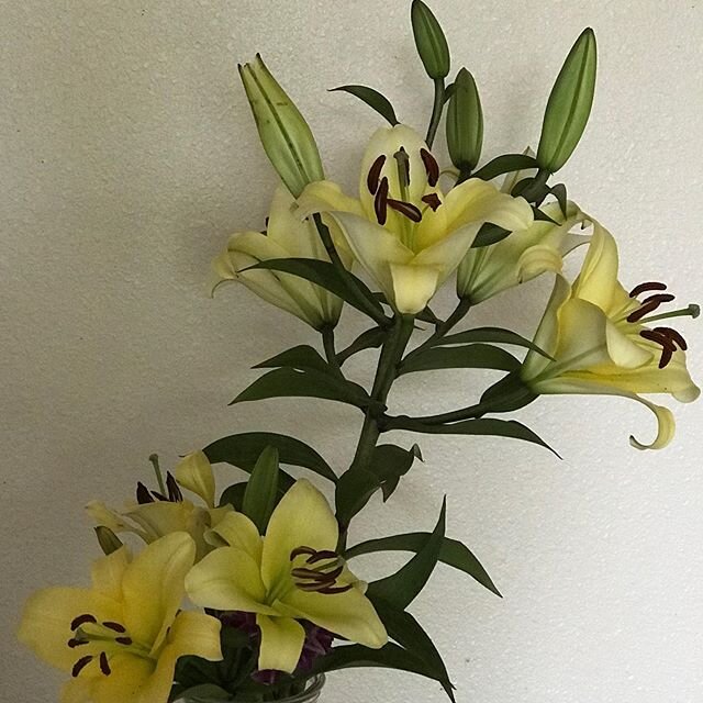 Farm lilies