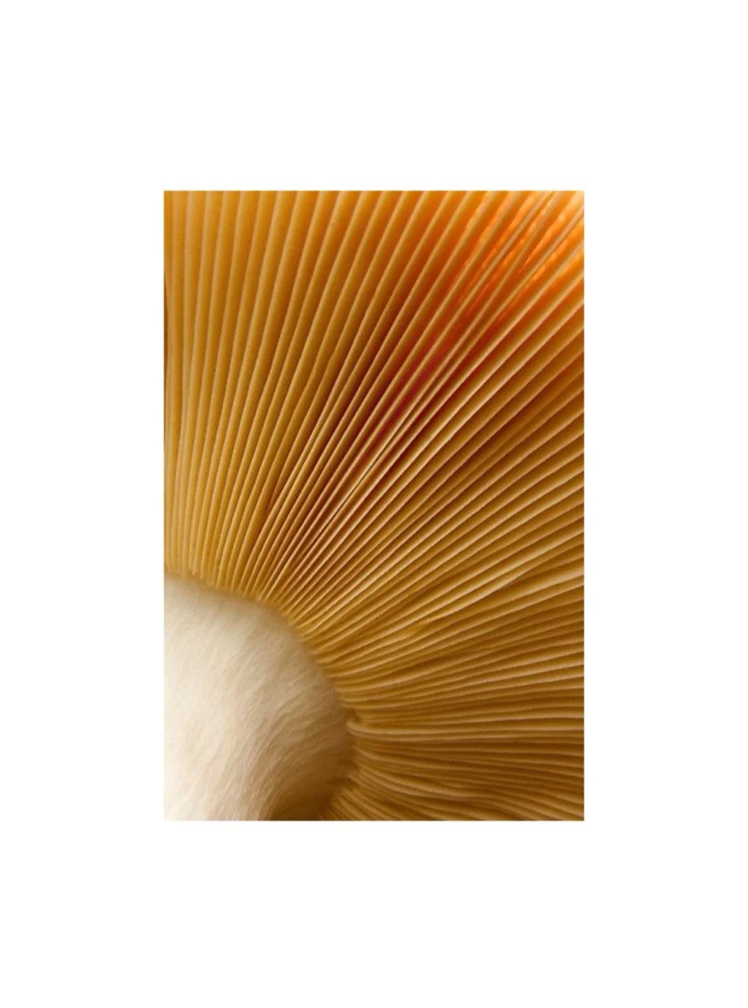 'Tis the season....and they're sooo good for you and mood boosting! ...Like jewelry :)
.
.
.
.
.
#aglaiajewelry #mushrooms #healthy #goodforyou #jewelrymoodboosting #moodboosting #powerofbeauty #sculpturaljewelry #brasscooljewelry #italiandesign #mad