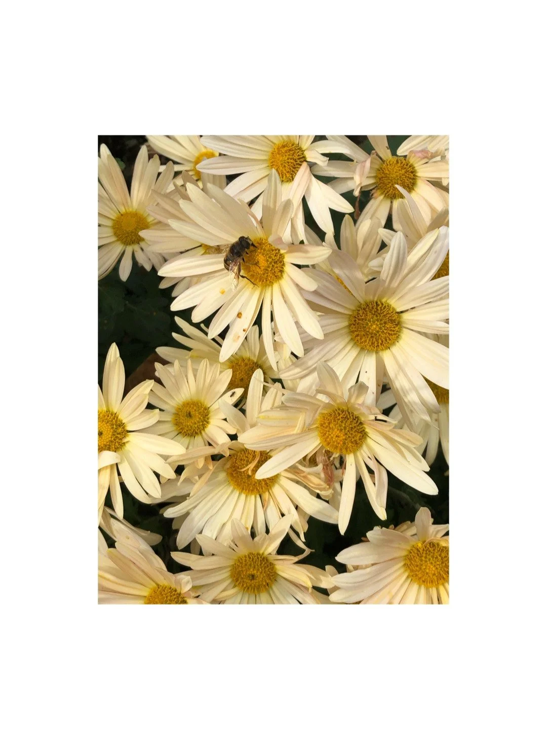 Autumn Light, Timeless Shine.
As golden leaves fall and daisies linger, we&rsquo;re reminded that beauty endures in every season.
Agla&iuml;a 's signature pieces &mdash; inspired by nature&rsquo;s grace &mdash; shimmer with the warmth of autumn days
