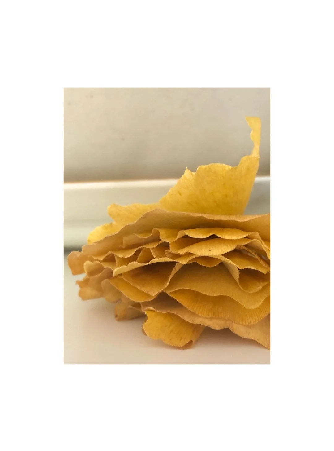 Ginkgo Leaves. A symbol of hope and renewal. Like in NYC today ;)
.
.
.
.
.
#mamdani #change #hope #hopeinnyc
.
.
.
.
.
.
.

#artInAdornment #holidaygifts #giftforher #sustainableluxury #ethicaljewelrygifts #brass #powerofbeauty #sculpturaljewelry #b