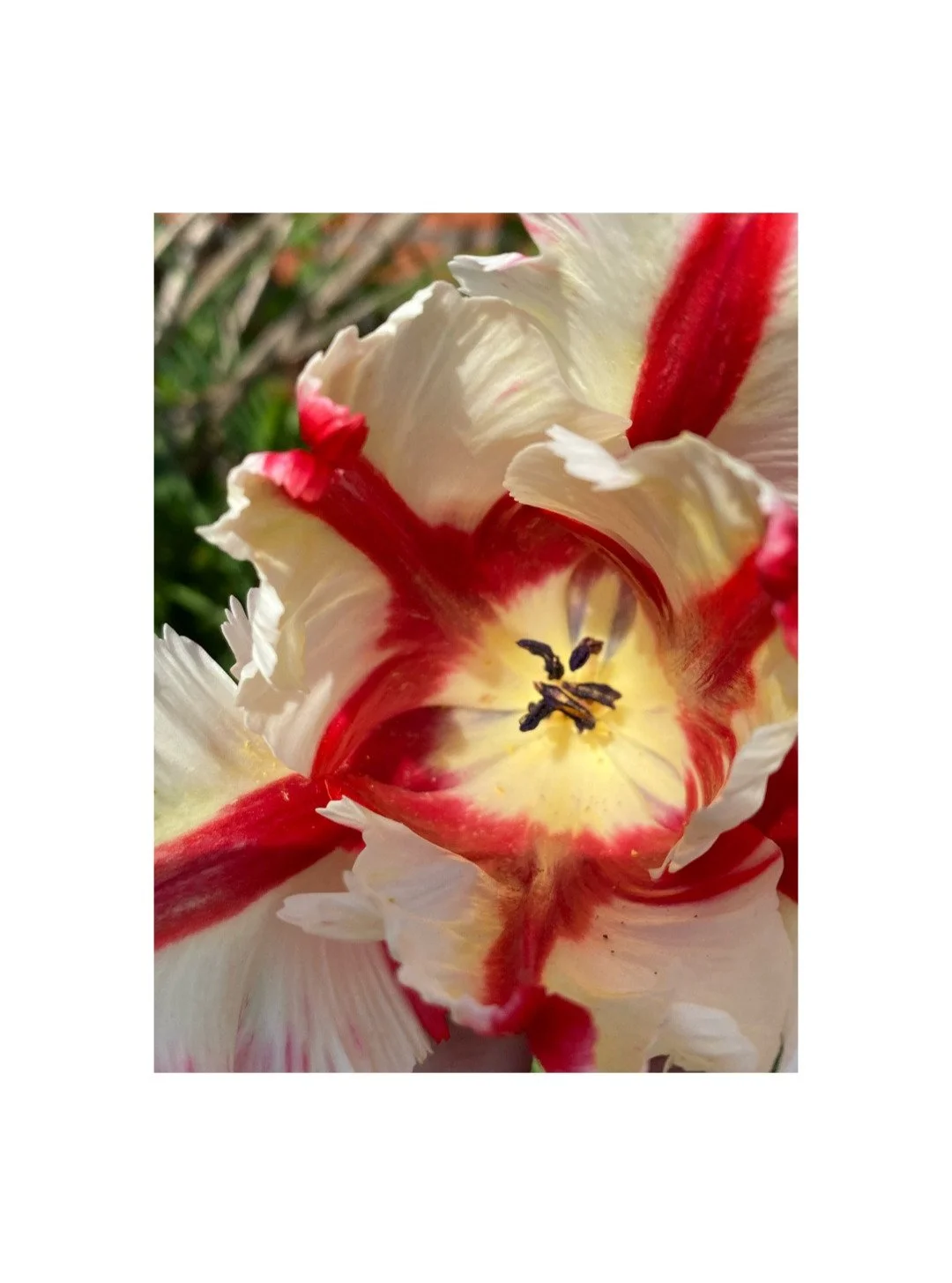 I simply loved it.
.
.
.
#AglaiaJewelry
.
.
.
.
.
.
#tulip 
#SculpturalJewelry
#ArtObject #sculpturalearrings #statementearrings
#WearableArt
#ArchitecturalJewelry
#ContemporaryAdornment
#QuietLuxury
#DesignCollectors
#GalleryStyle
#ArtJewelry
#Minim