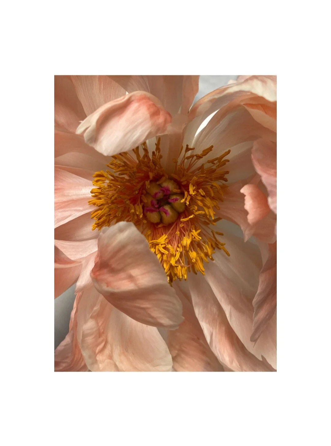 Can it be any prettier?
.
.
.
.
#peony
.
.
.
.
.
#SculpturalJewelry
#ArtObject
#WearableArt
#ArchitecturalJewelry
#ContemporaryAdornment
#QuietLuxury
#DesignCollectors
#GalleryStyle
#ArtJewelry #SterlingSilverJewelry
#MinimalistLuxury #ElisaFinoliJew