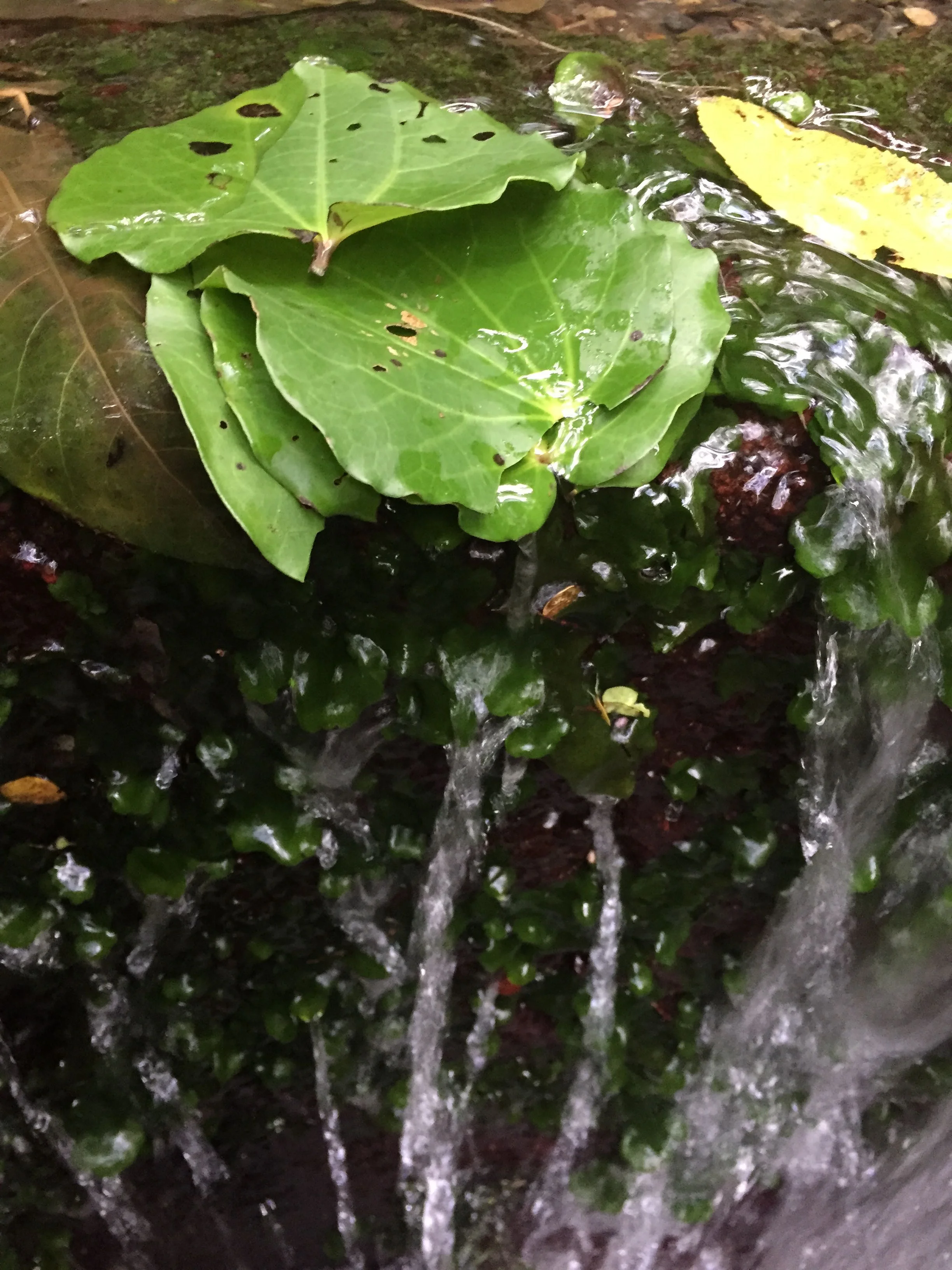 Surrender to the flow, allow water to be your cleanser and calmer