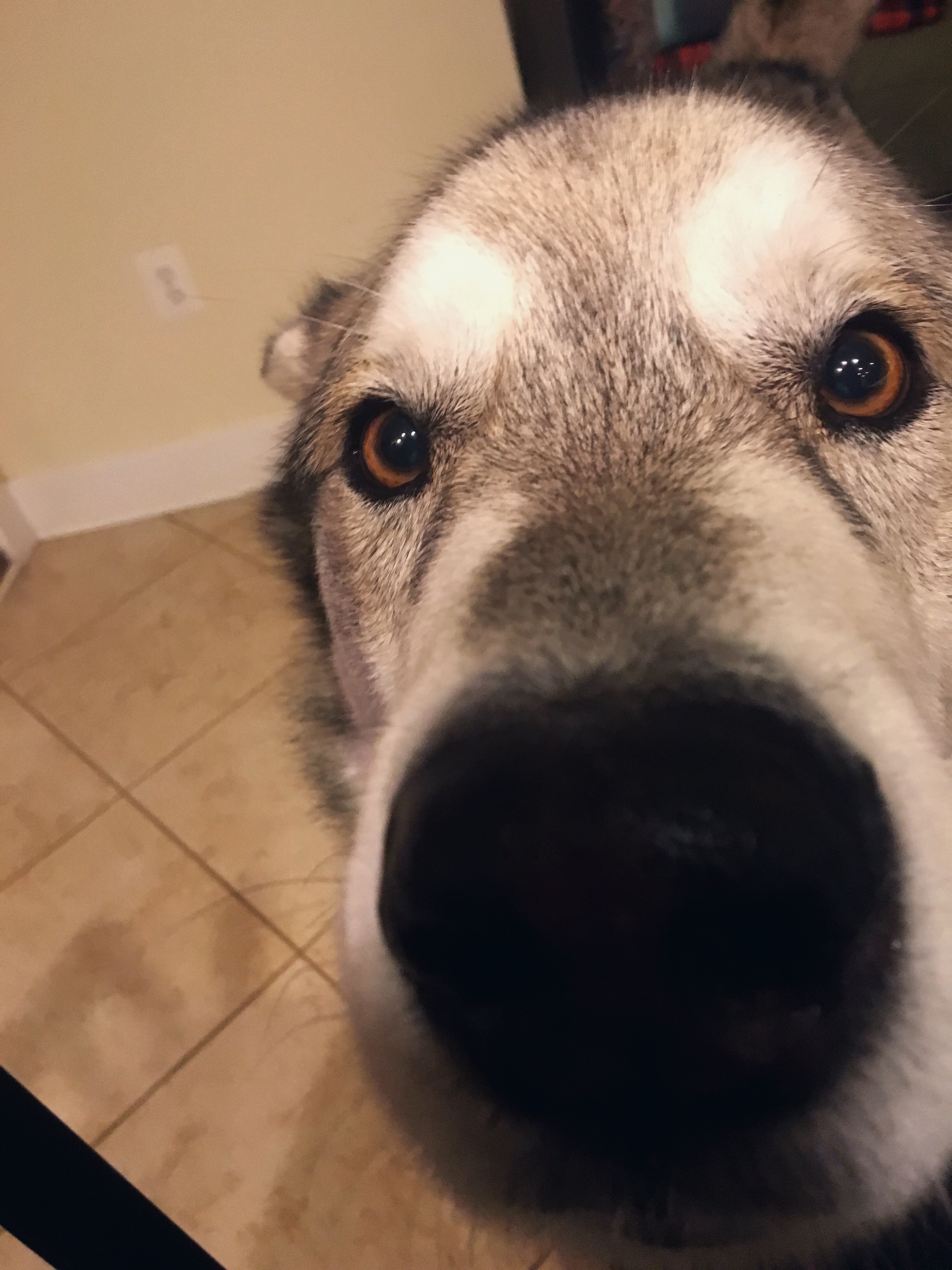 The 200 pound love of my life.