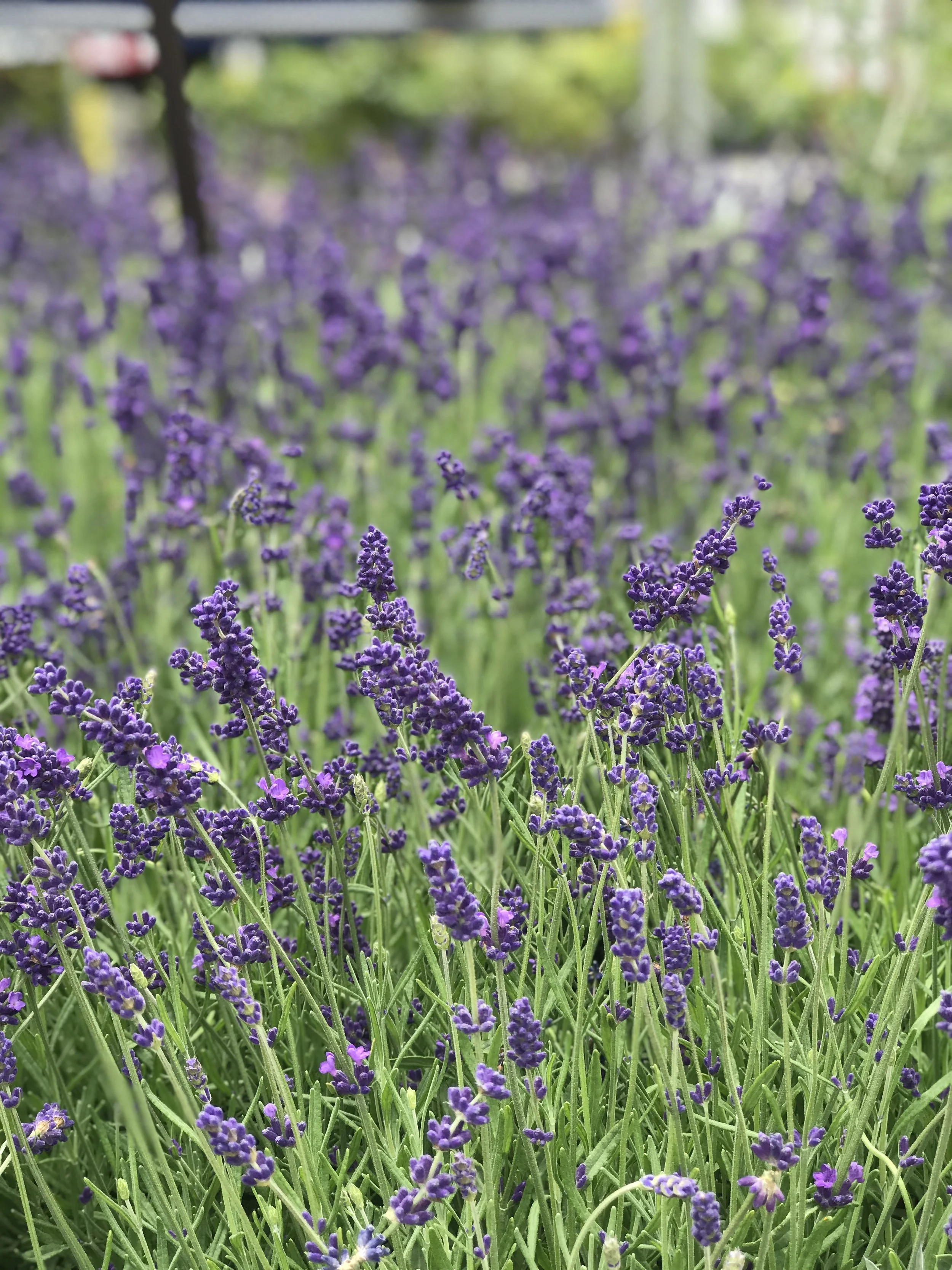 A month in Provence