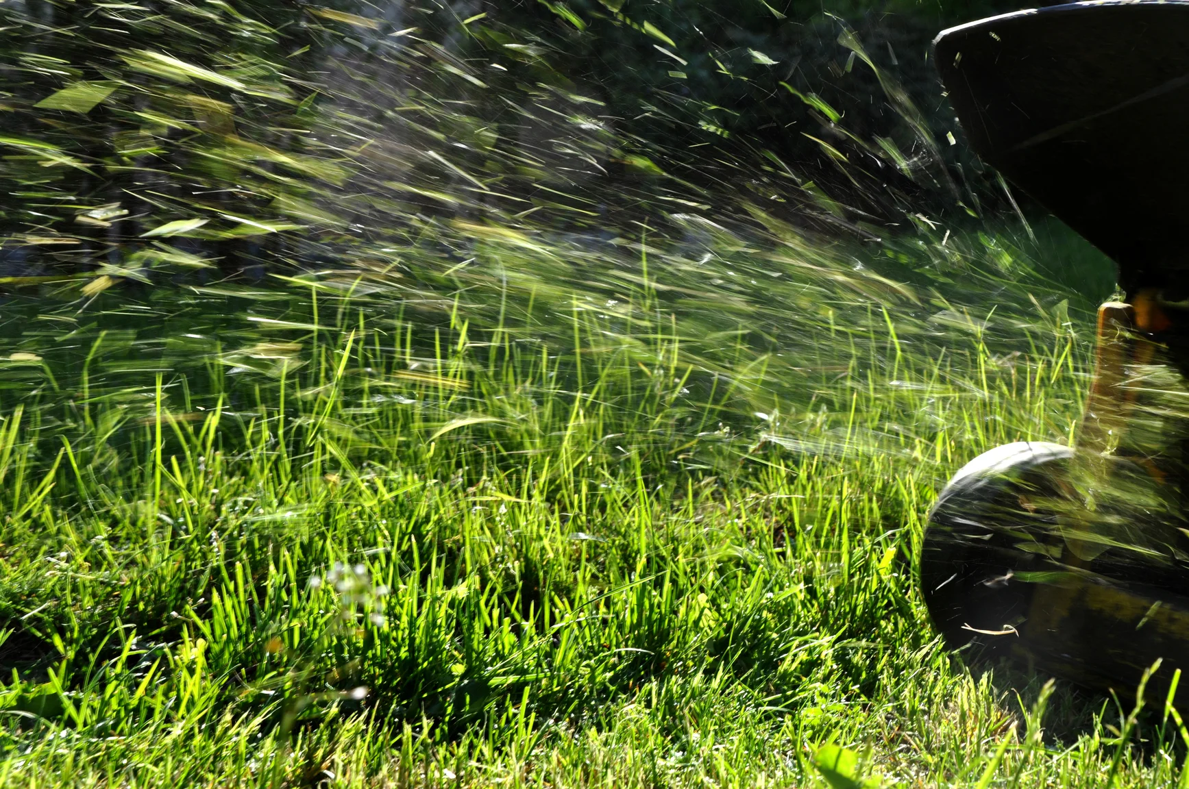 Grass-clippings.jpg