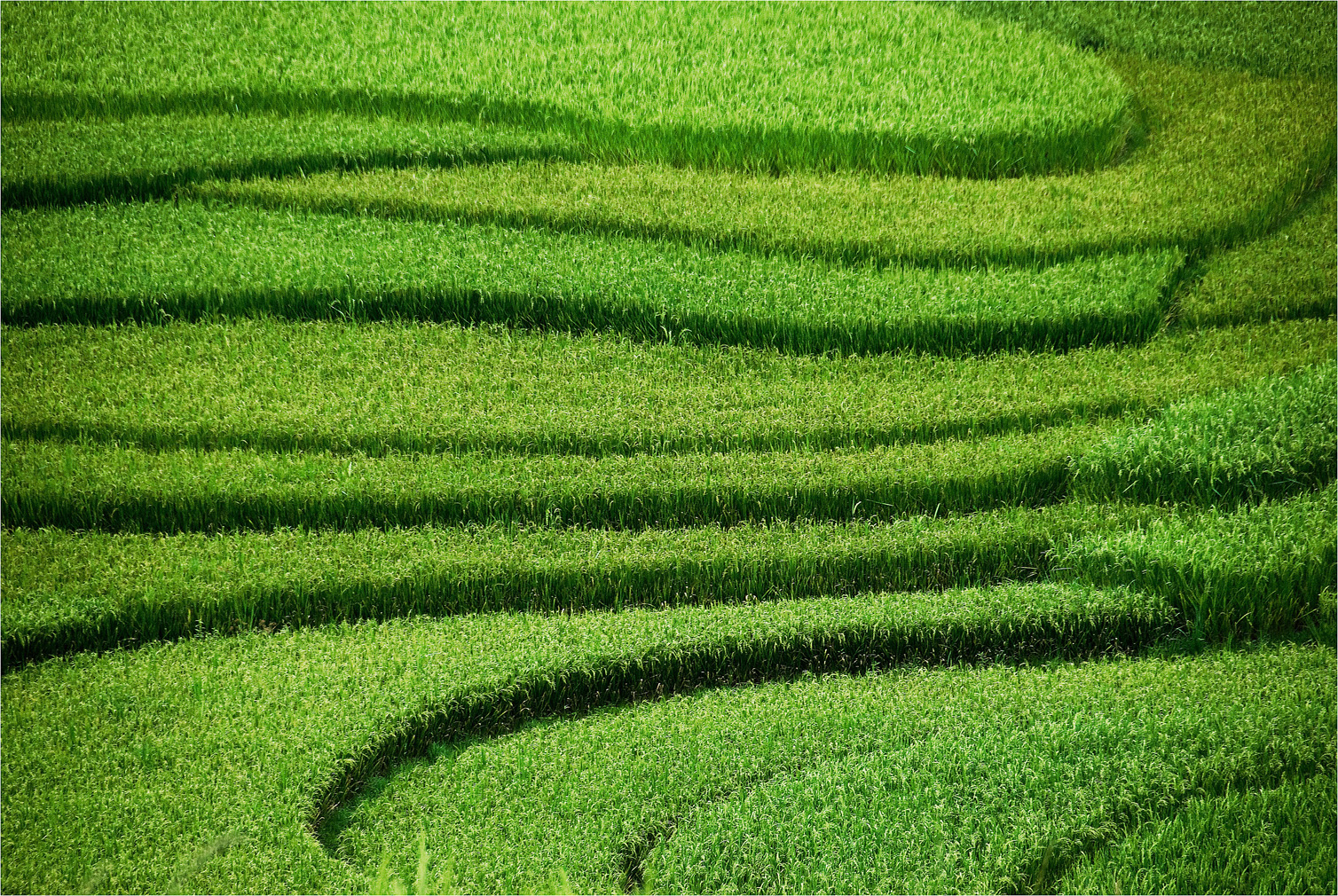 Rice Fields.jpg