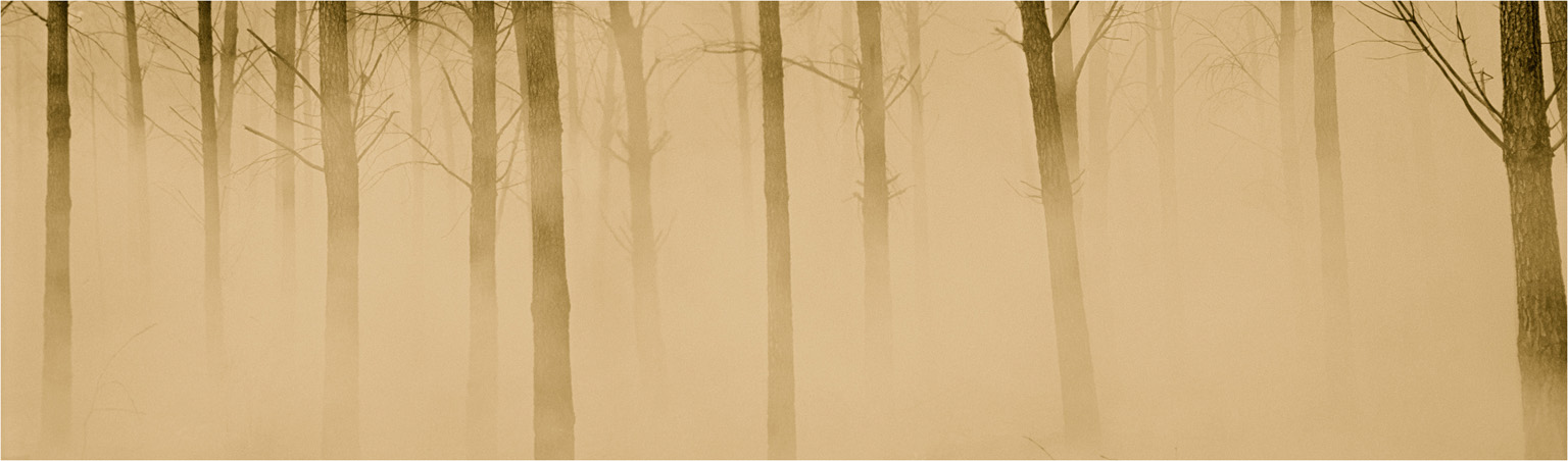 smoky forrest-Edit.jpg