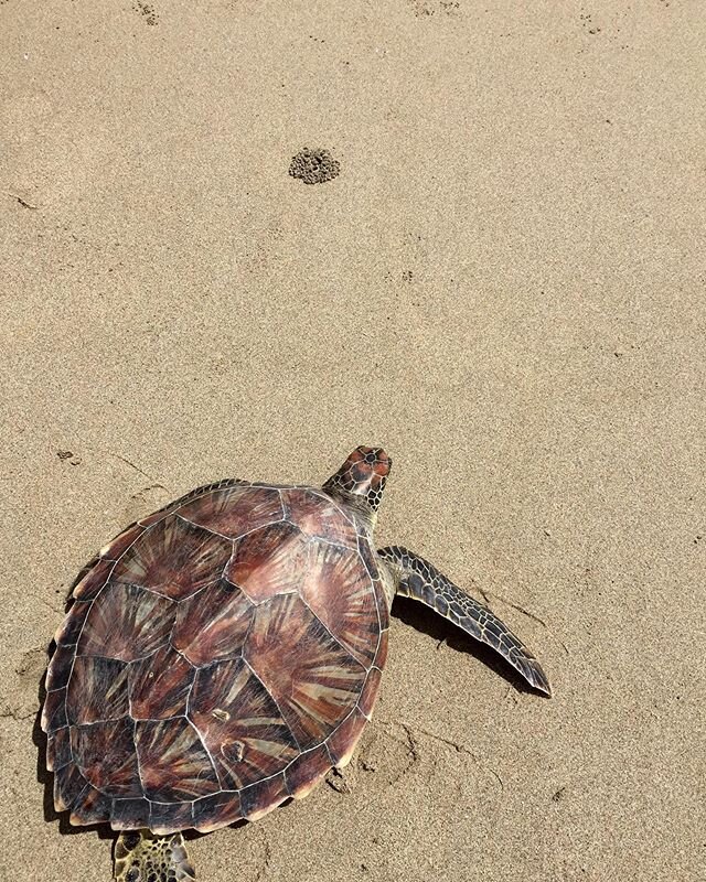 This is where part of your travel expenses goes. #ResponsibleTravel #ResponsibleTourism.
ANOTHER TURTLE SAVED!
This morning (around 10:20), the Green Sea Turtle was released back to the ocean and It was captured by Sir. Rogelio Estavillo from Rizal, 