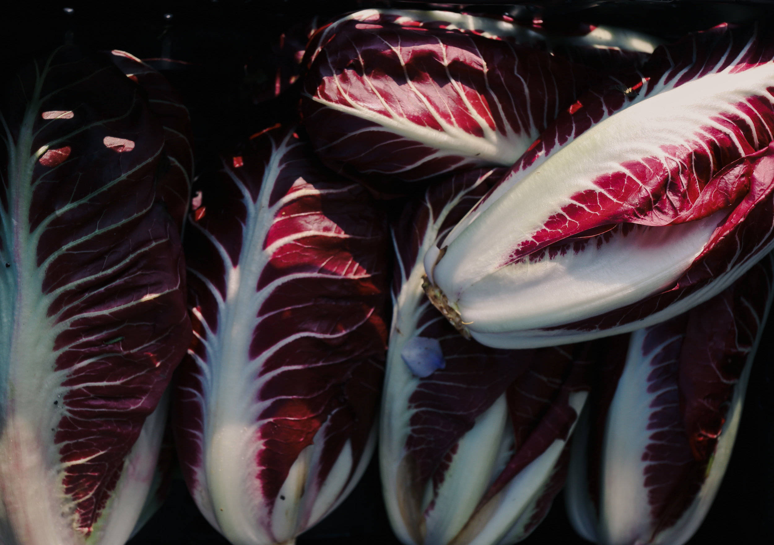 radicchio.jpg