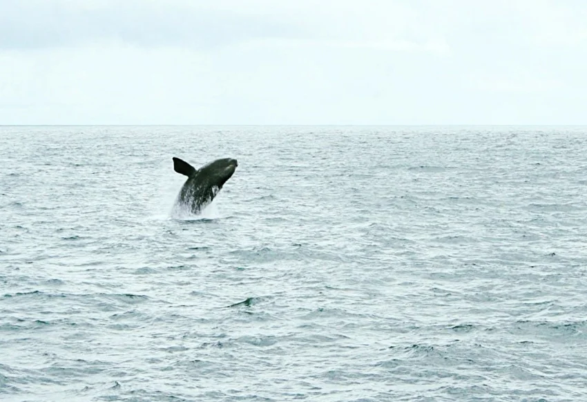 The North Pacific right whale, June, 2018. Photo courtesy Facebook/Fisheries and Oceans Canada.