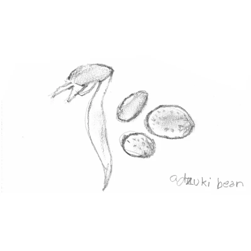 ADZUKI BEAN polishes, renews and warming . Used for absorbing dirt and as exfoliation to remove dead skin cells, renewing skin and giving it a healthy glow.