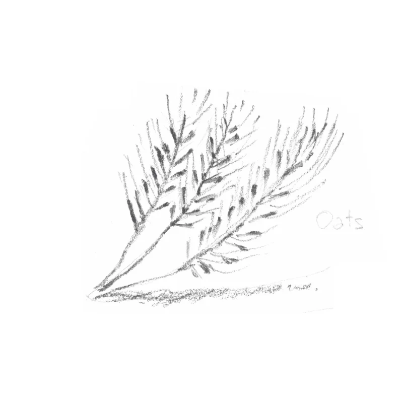 OATS: Relieves and calms, itching and irritated skin. Balances pH and has anti-inflammatory and anti-histamic properties. High content of proteins, lipids, iron, calcium and vitamin B1- making it soothing and moisturizing to the skin.