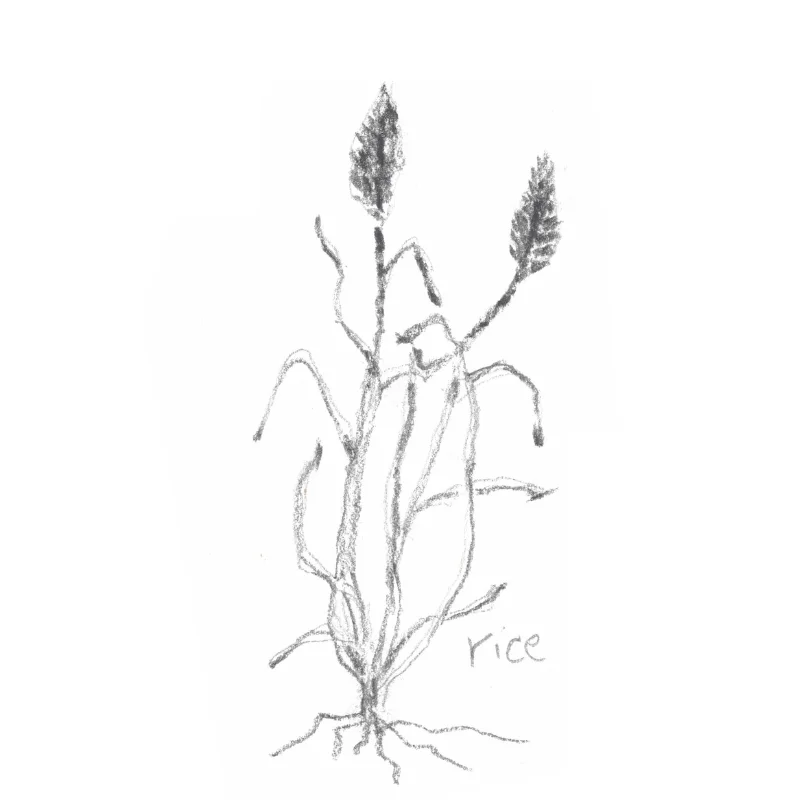 RICE: Used as an exfoliant to remove dead skin cells, increase cellular production and as a brightening agent to leave you with a healthy glow.