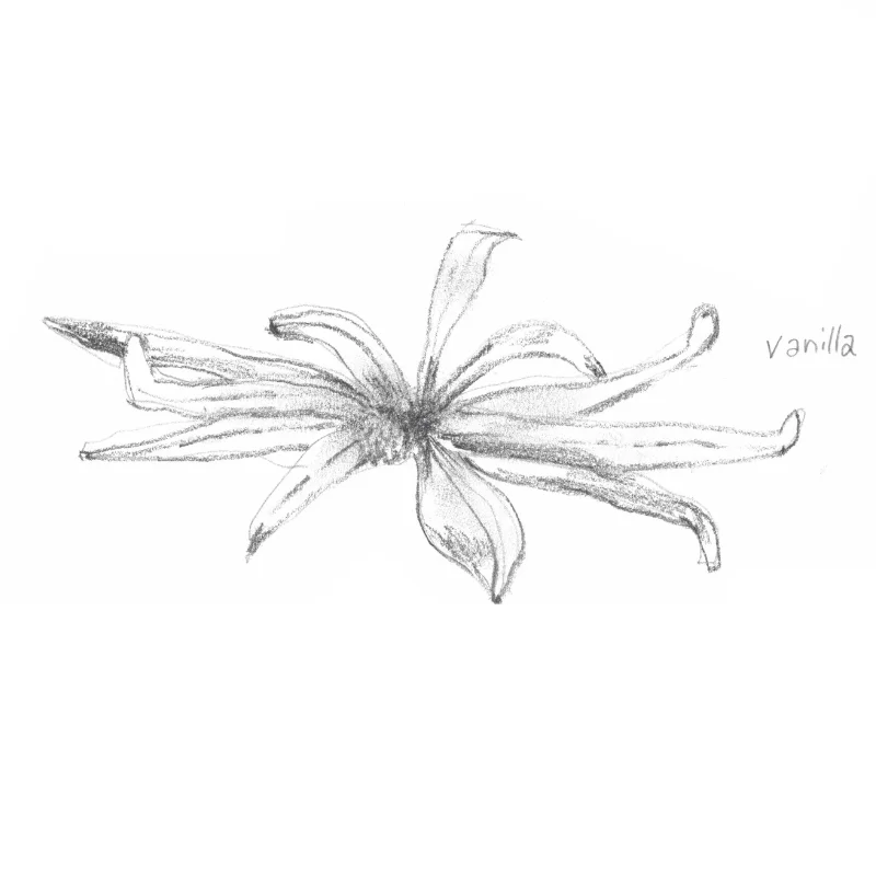 VANILLA: It’s main aromatic compound, vanillin, is an antioxidant that brightens, softens and restores the skin. The sugars in vanilla act as a humectant, which forms a barrier on the skin to prevent moisture loss. Also has anti-inflammatory, antioxidant, antimicrobial and antibacterial properties.