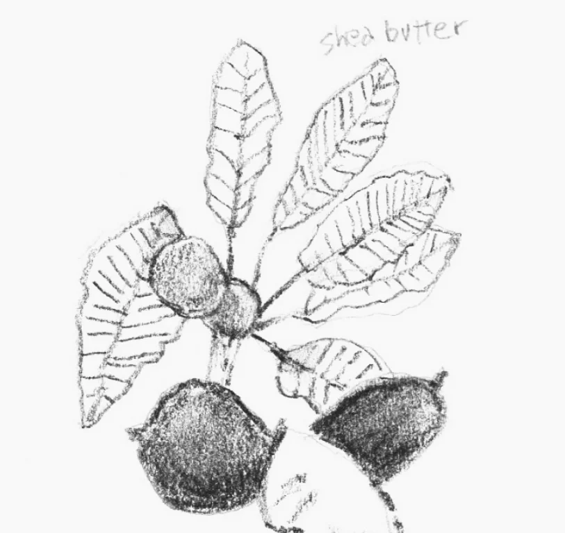 Drawing by Howard Mitchell