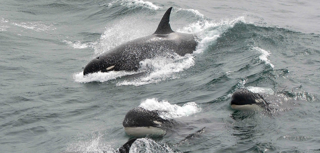 Type D killer whales showing their blunt heads and tiny eyepatches in 2011. Photo: J.P. Sylvestre via NOAA